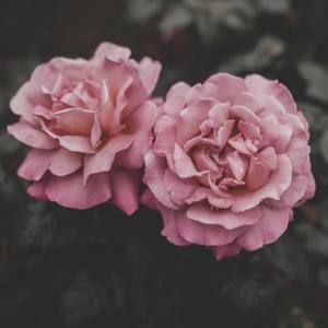 Meet your Posher, Ariqa